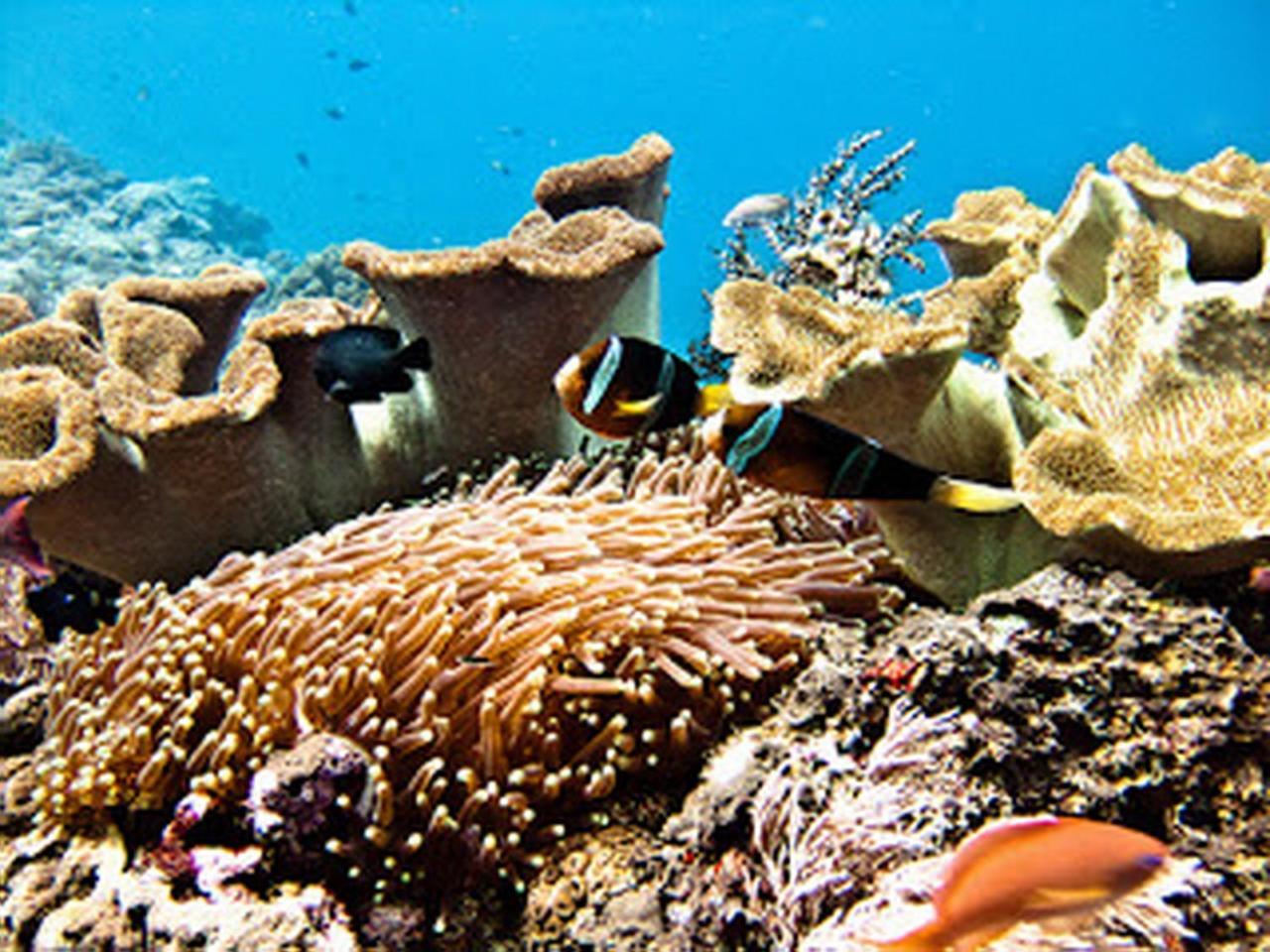 Ocean Hostel Ceningan Island エクステリア 写真
